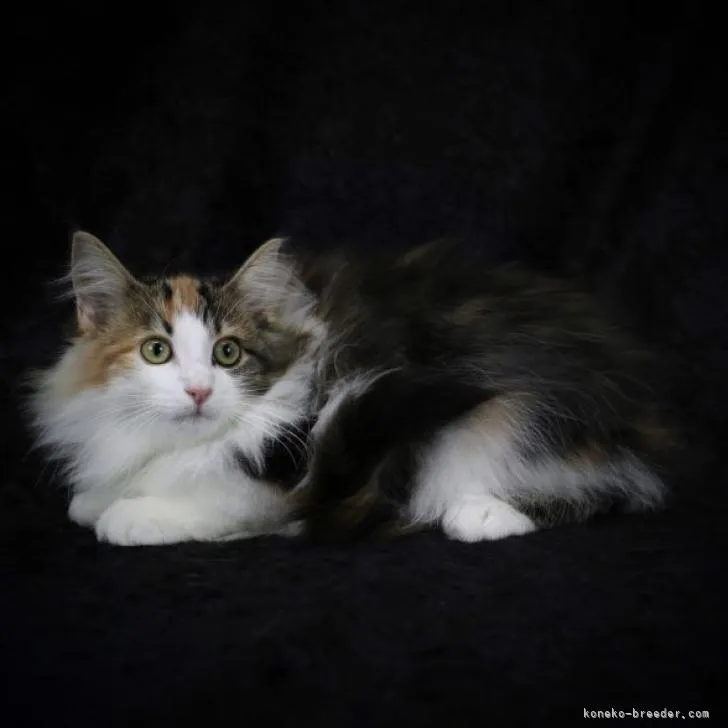 ID：2207-02834の子猫