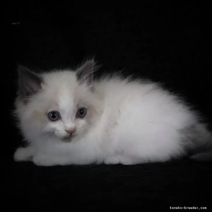 ID：2404-02971の子猫