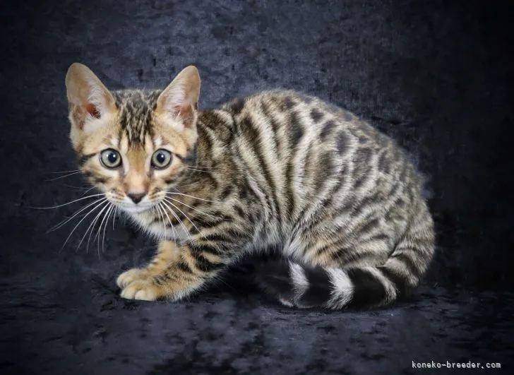 K.A 様のお迎えした子猫