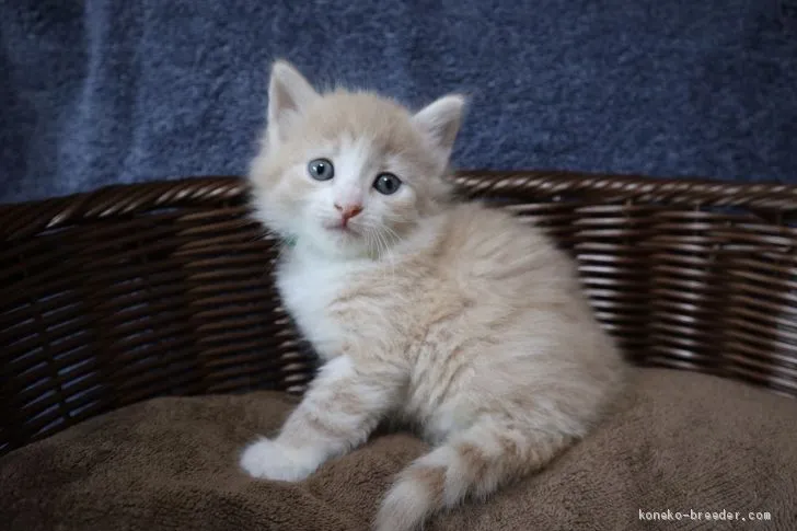 ID：1907-01115の子猫