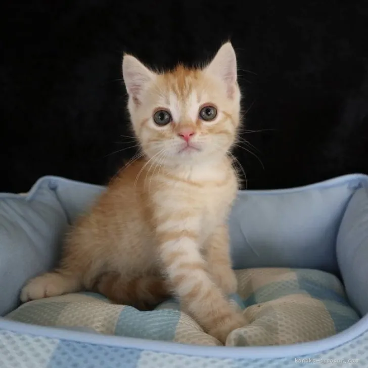 ID:2308-00937の子猫