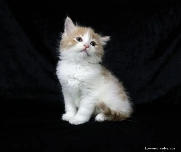 Ruby 様のお迎えした子猫