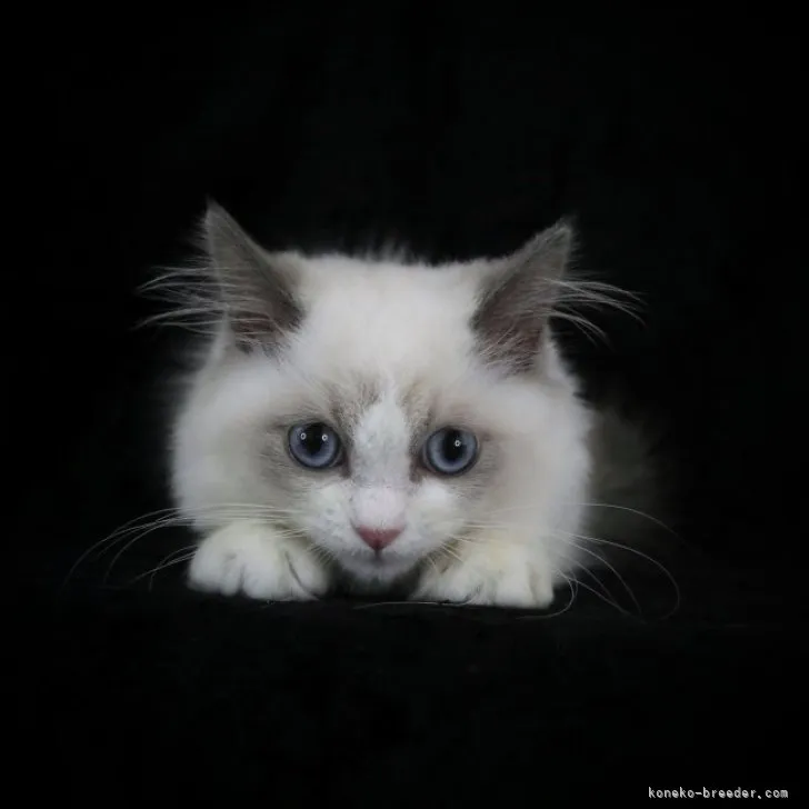 ID：2303-02398の子猫