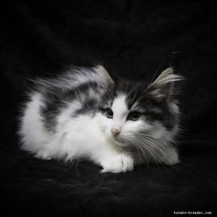 ID:2310-02715の子猫
