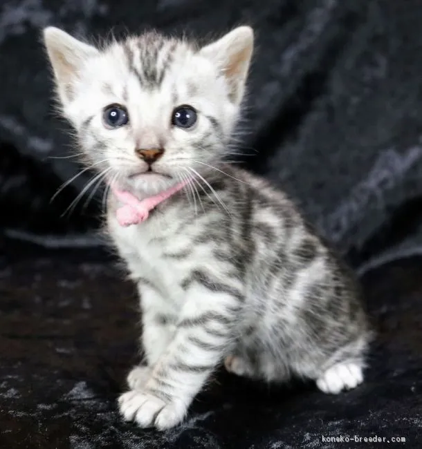 ID:2011-00400の子猫