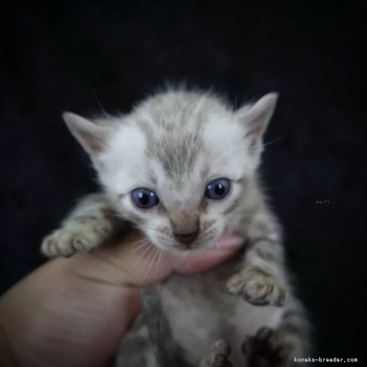 ID:2405-01474の子猫