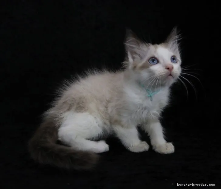 ID:2204-00357の子猫