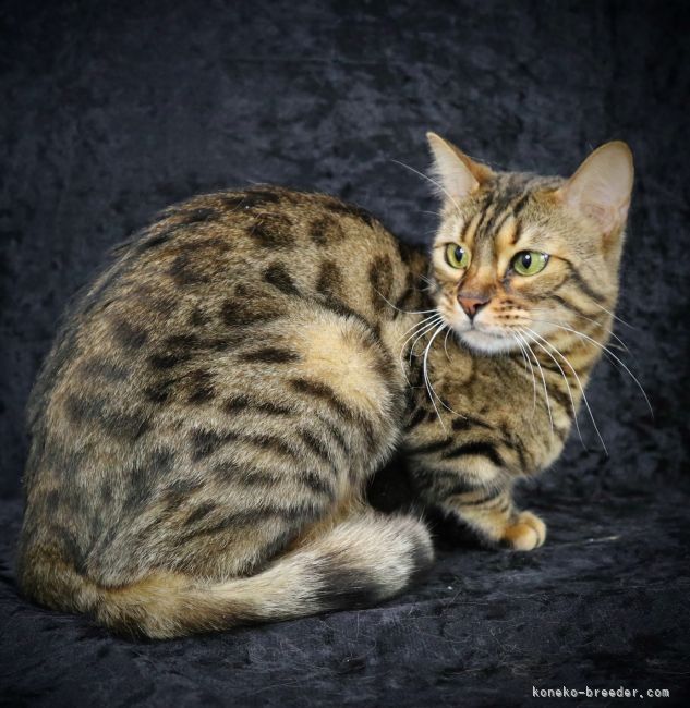 ベンガル【・女の子・2020年3月4日・ブラウンスポテッドタビー】