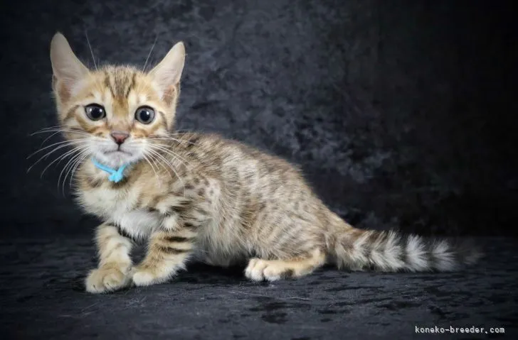 ID：2204-00654の子猫