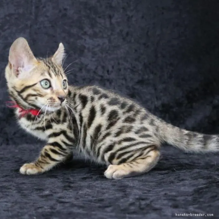 K.H 様のお迎えした子猫