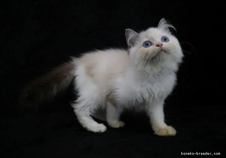 ID：2107-01424の子猫