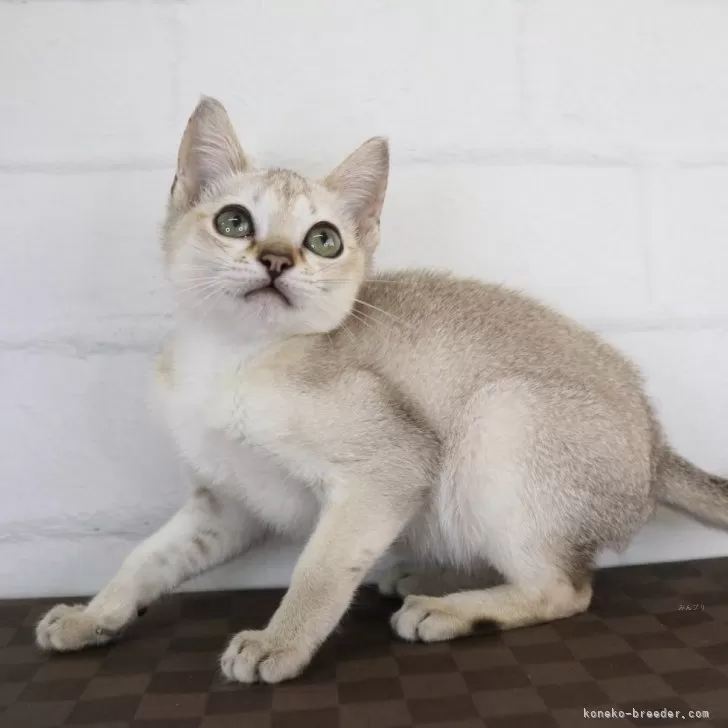 ID:2405-01989の子猫