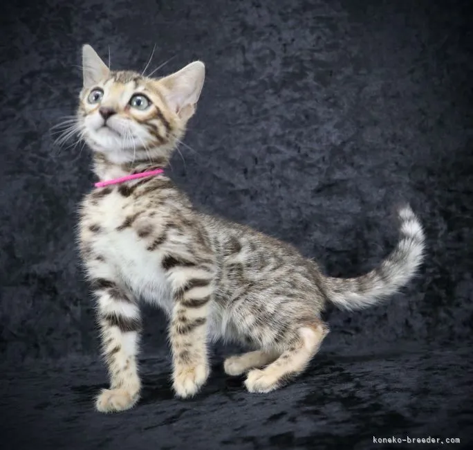 ID：2203-00402の子猫