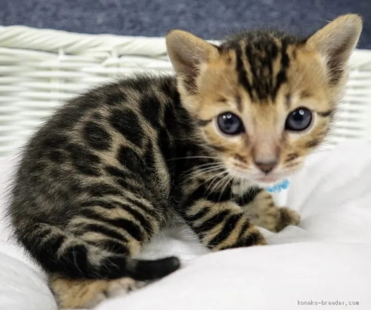 Fujiko 様のお迎えした子猫