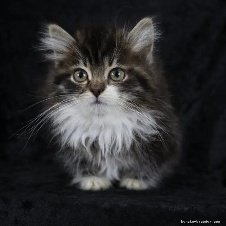 ID：2301-00405の子猫