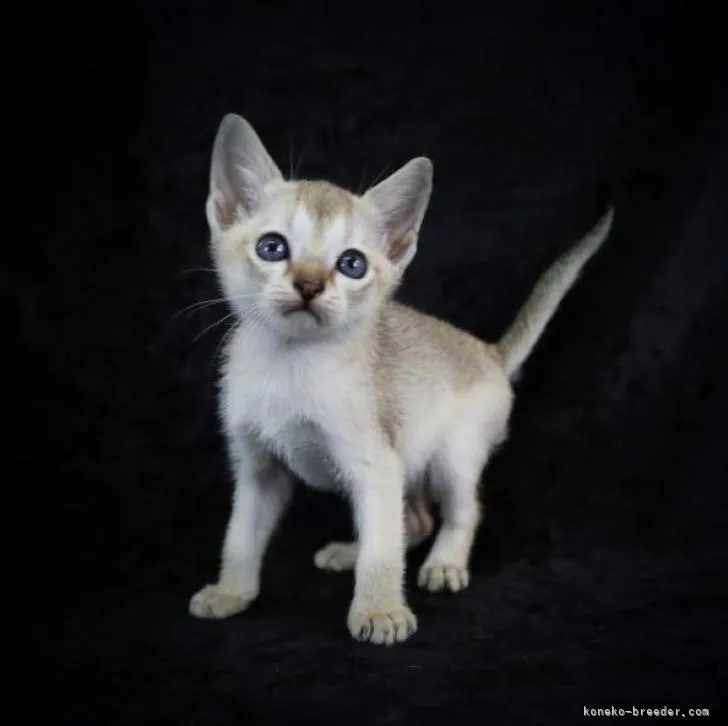 ID:2209-02257の子猫
