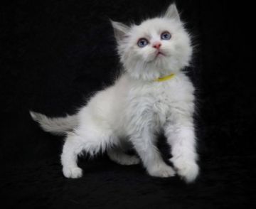 ラグドール【千葉県・女の子・2021年10月10日・シールリンクスポイントバイカラー】の写真「優良血統！凄く可愛い女の子♡クリスマスSALE！」