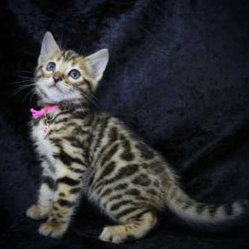 ベンガル【千葉県・女の子・2023年10月28日・ブラウンスポテッドタビー（シルクタッチ）】の写真「可愛い女の子😍」