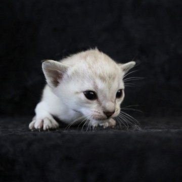 シンガプーラ【千葉県・男の子・2023年7月31日・セーブルティックドタビー（セピアアグーチ）】の写真「可愛い男の子😍」