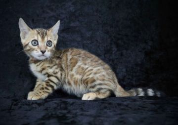 ベンガル【千葉県・女の子・2021年8月30日・ブラウンスポッテッドタビー(ロゼット)（シルクタッチ）】の写真「とても綺麗な女の子♪お値下げ中！21日迄！」