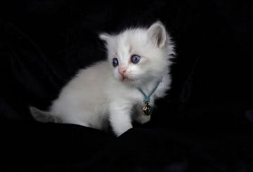 ラグドール【千葉県・女の子・2020年10月1日・ブルーポイントバイカラー】の写真「優良血統！めちゃくちゃ可愛い女の子♡」