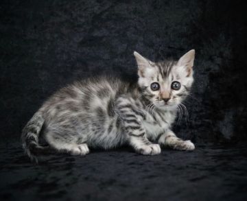 ベンガル【千葉県・男の子・2021年12月31日・ブラックシルバースポテッドタビー(ロゼット)（シルクタッチ）】の写真「可愛い男の子♡訳ありです！」