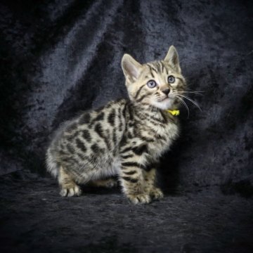 ベンガル【千葉県・女の子・2023年10月28日・ブラウンスポテッドタビー（シルクタッチ）】の写真「可愛い女の子😍」