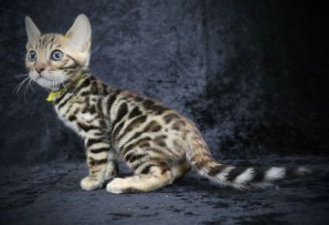 ベンガル【千葉県・女の子・2021年12月9日・ブラウンスポッテッドタビー(ロゼット)（シルクタッチ）】の写真「海外血統！お母さんはスノー系です♪すぐお迎え可能！」