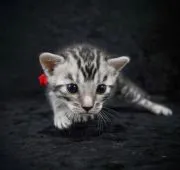 ベンガル【千葉県・男の子・2021年7月19日・シルバースポッテッドタビー(ロゼット)】の写真1「8/10」