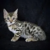 ベンガル【千葉県・男の子・2023年3月21日・ブラウンスポッテッドタビー(ロゼット)】の写真1「5/27」