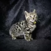 ベンガル【千葉県・女の子・2023年10月28日・ブラウンスポテッドタビー】の写真1「12/15」