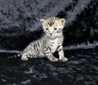 ベンガル【千葉県・女の子・2021年2月5日・ブラウンスポテッドタビー(ロゼット)】の写真1「2/27撮影」