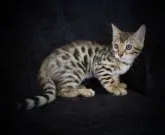 ベンガル【千葉県・男の子・2023年3月21日・ブラウンスポッテッドタビー(ロゼット)】の写真2