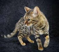 ベンガル【・女の子・2020年3月4日・ブラウンスポテッドタビー】