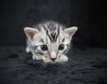 ベンガル【千葉県・男の子・2021年7月19日・シルバースポッテッドタビー(ロゼット)】の写真2