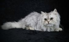 ペルシャ【・男の子・2021年8月12日・ジェーデッドシルバー】