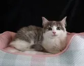 ノルウェージャンフォレストキャット【千葉県・女の子・2023年5月15日・ダイリュートキャリコ】の写真2