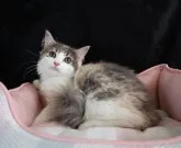 ノルウェージャンフォレストキャット【千葉県・女の子・2023年5月15日・ダイリュートキャリコ】の写真3