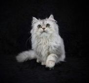 ペルシャ【・男の子・2021年8月12日・ジェーデッドシルバー】