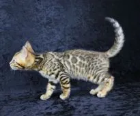 ベンガル【千葉県・男の子・2021年4月16日・ブラウンスポッテッドタビー(ロゼット)】の写真4「6/21 撮影」