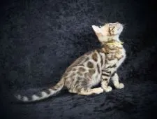 ベンガル【千葉県・女の子・2022年1月3日・ブラウンスポッテッドタビー(ロゼット)】の写真4