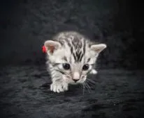 ベンガル【千葉県・男の子・2021年7月19日・シルバースポッテッドタビー(ロゼット)】の写真5