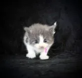 ノルウェージャンフォレストキャット【千葉県・女の子・2023年7月25日・ブルーマッカレルタビー&ホワイト】の写真5