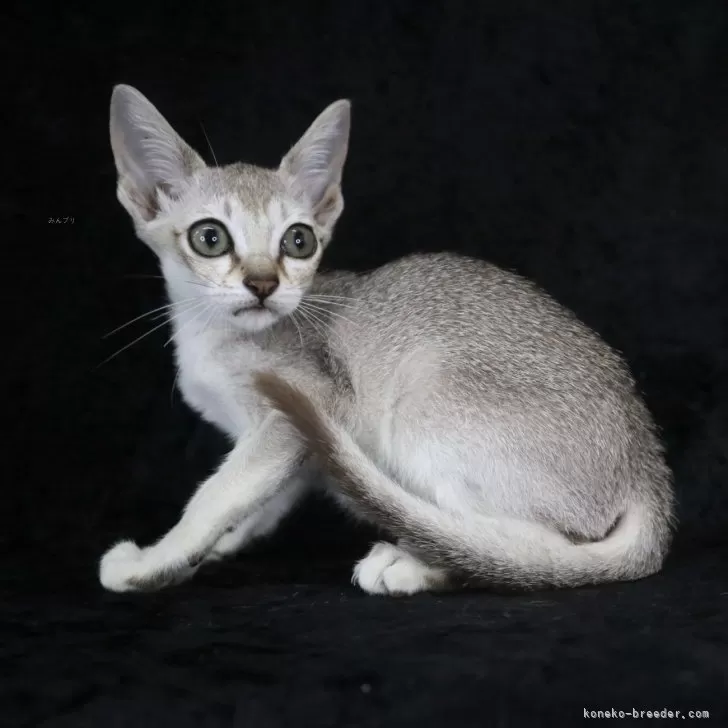 ID：2506-03098の子猫