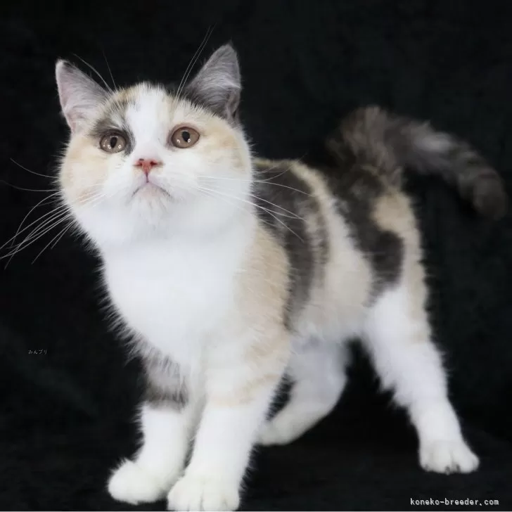 ID：2509-00181の子猫