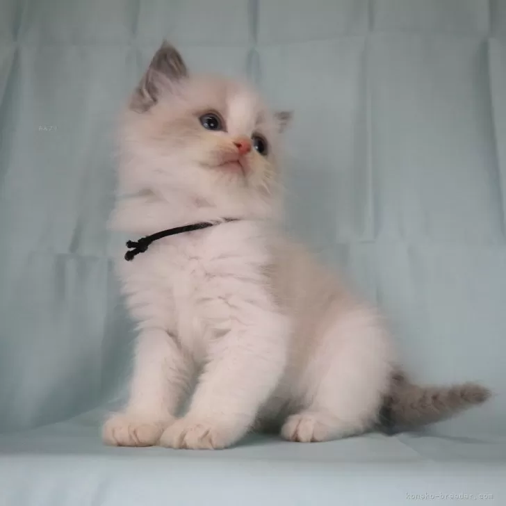 ID：2502-00232の子猫