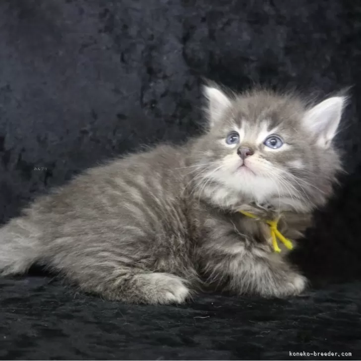 ID：2505-00765の子猫