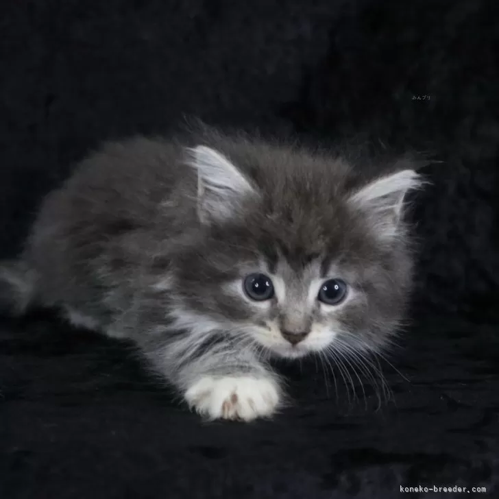 ID：2505-02980の子猫