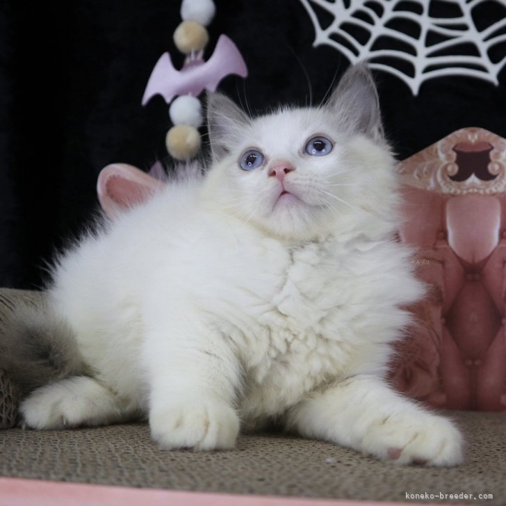 ブリーダー画像