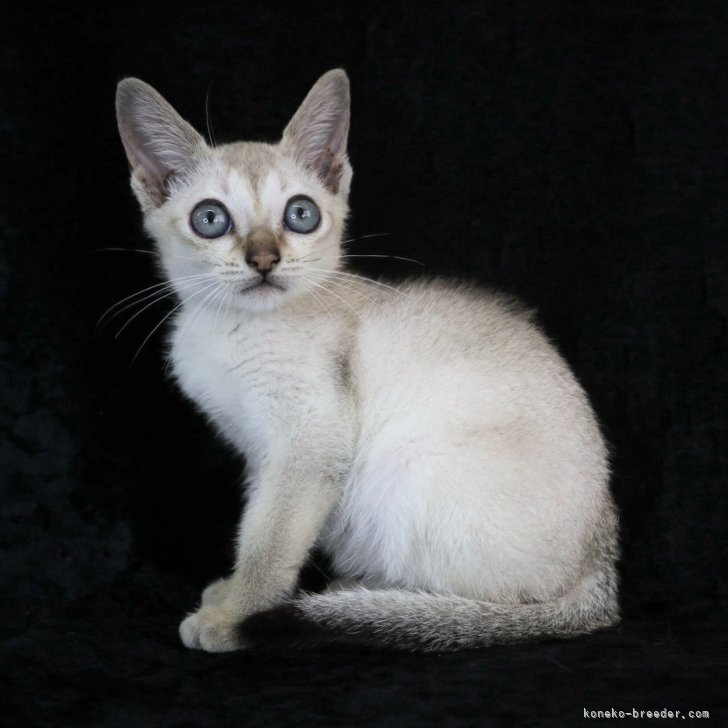 ねこ ゼンレスゾーンゼロ 対ホロウ6課 ねこぬいぐるみキーホルダー